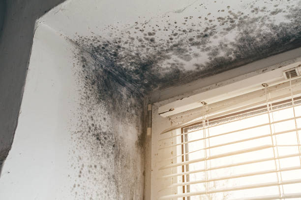 Affordable Mold Removal solutions in Carrsville, VA